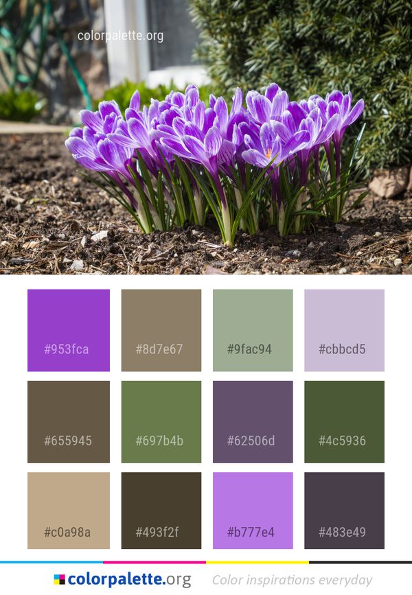 Flower Plant Crocus Color Palette