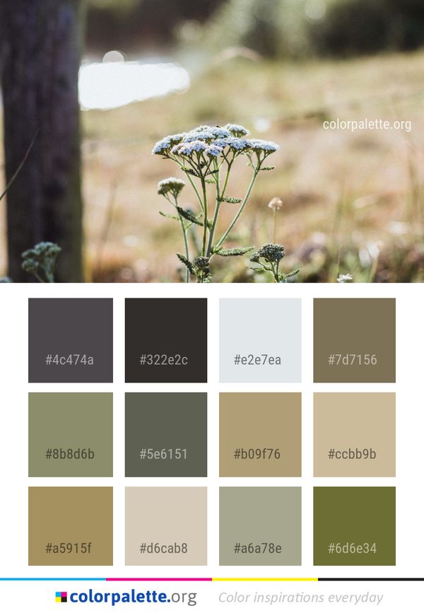 Flower Plant Flora Color Palette