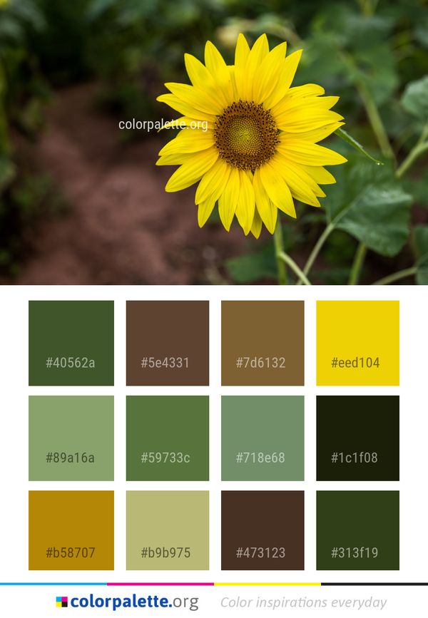 Flower Yellow Sunflower Color Palette
