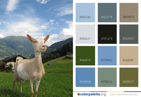 Goats Goat Fauna Color Palette
