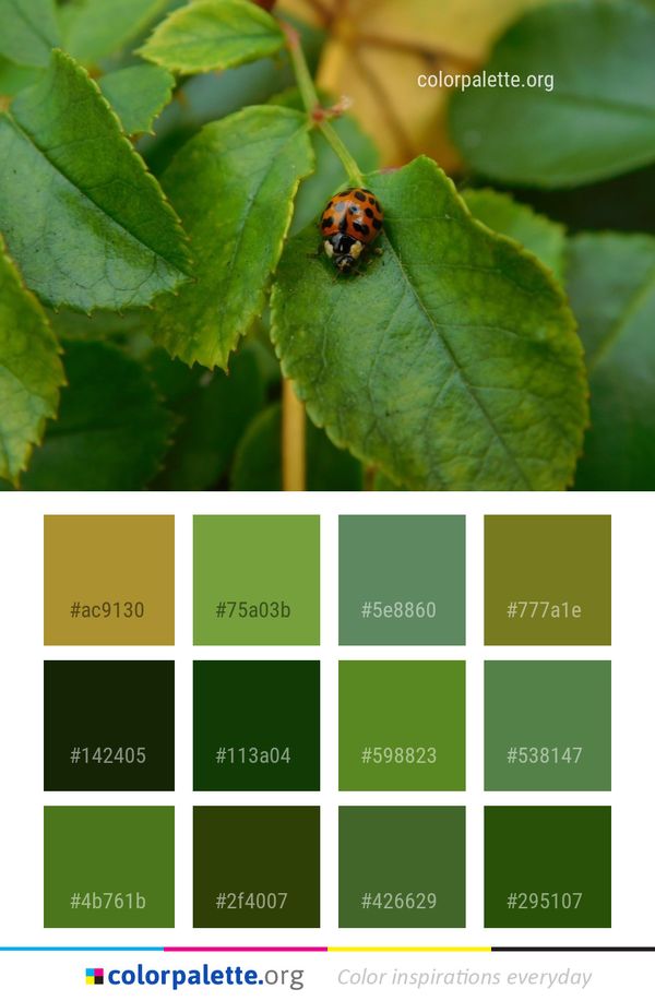 Insect Leaf Macro Photography Color Palette