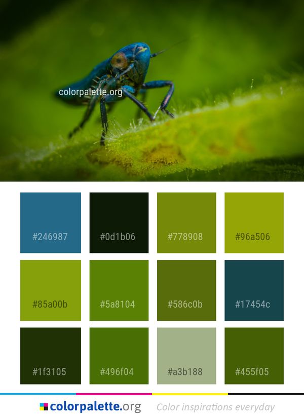 Insect Macro Photography Wildlife Color Palette