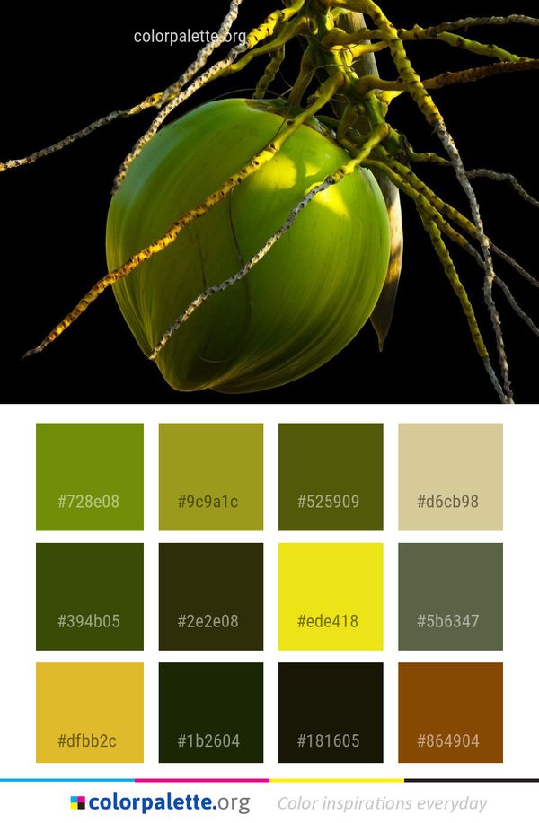 Leaf Organism Macro Photography Color Palette