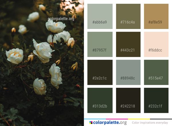 Plant Flower Rose Family Color Palette