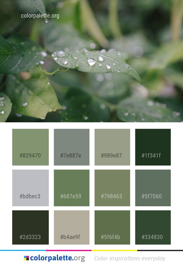 Water Drop Leaf Color Palette