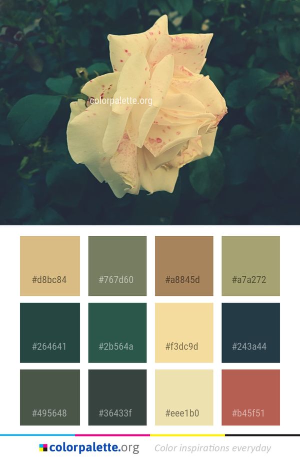 Flower Pink Flora Color Palette
