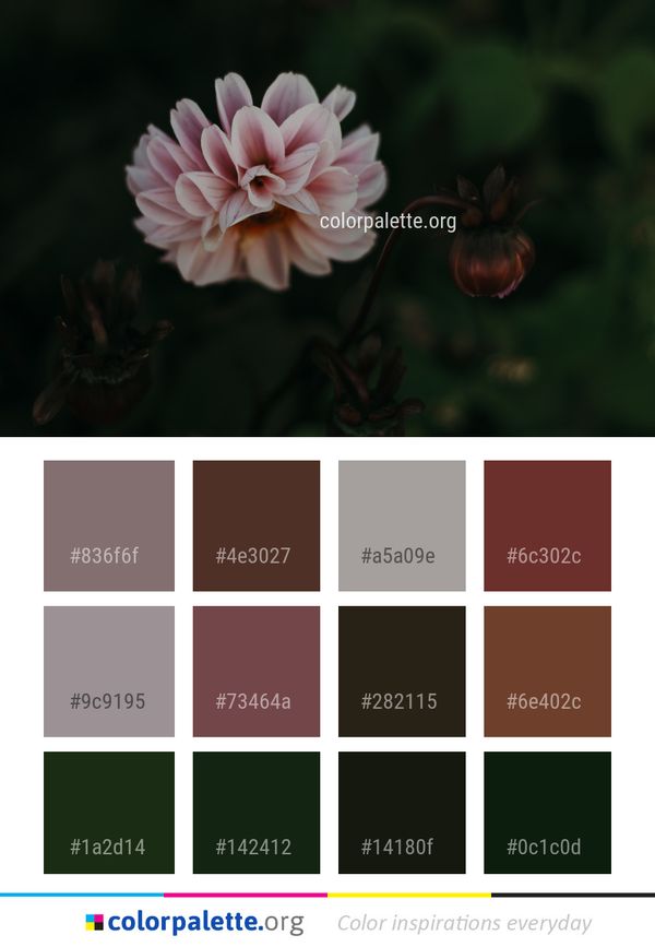 Flower Plant Flora Color Palette