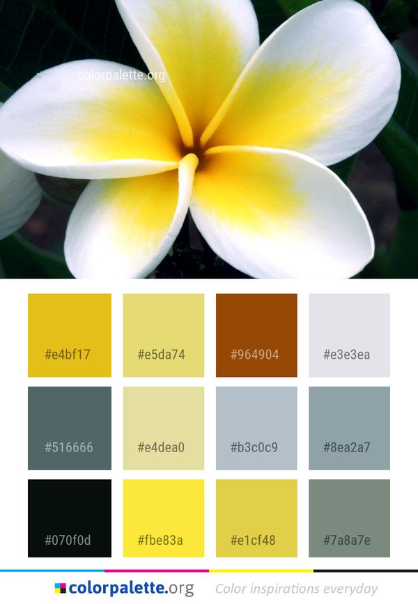 Flower Yellow Plant Color Palette