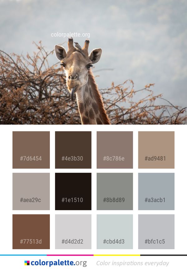 Wildlife Fauna Giraffe Color Palette