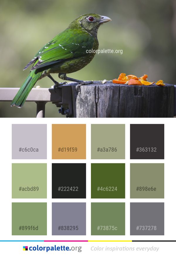 Bird Fauna Beak Color Palette