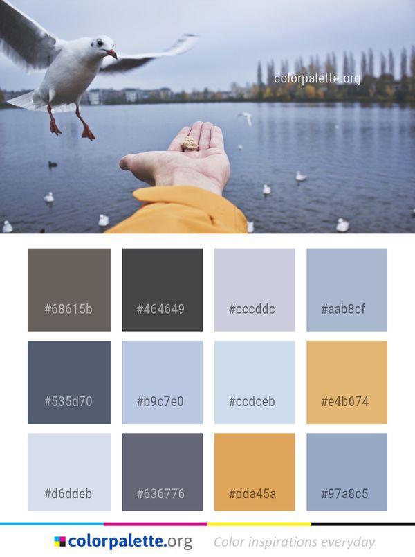 Bird Water Seabird Color Palette