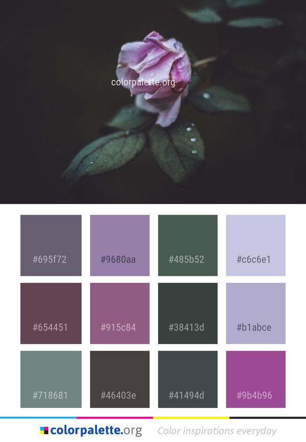 Flower Pink Rose Family Color Palette