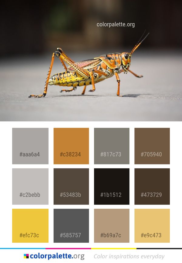 Insect Grasshopper Invertebrate Color Palette