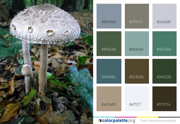 Mushroom Fungus Edible Color Palette