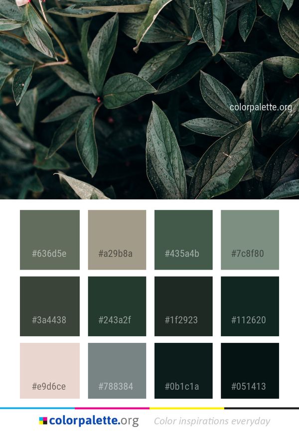 Plant Leaf Flora Color Palette