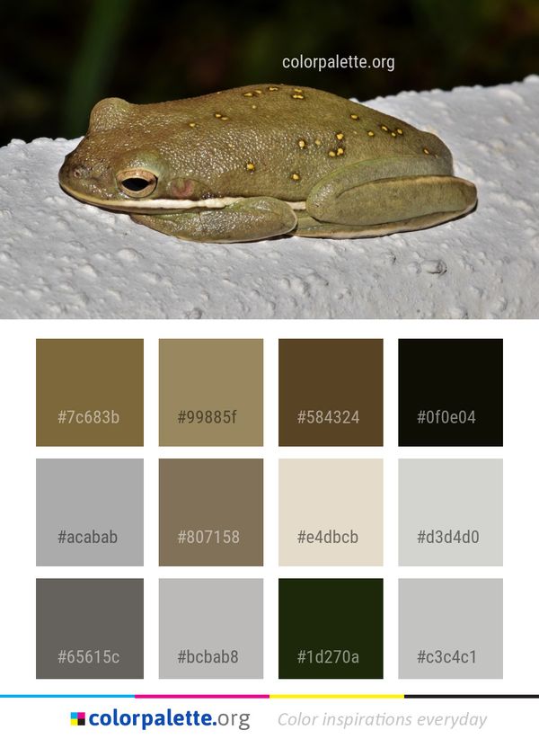 Ranidae Amphibian Toad Color Palette