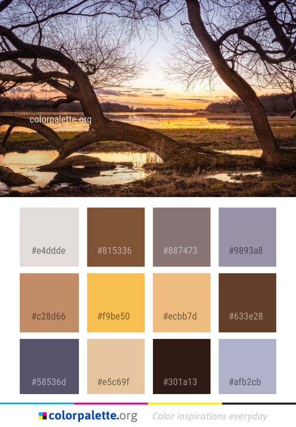 Tree Branch Sky Color Palette