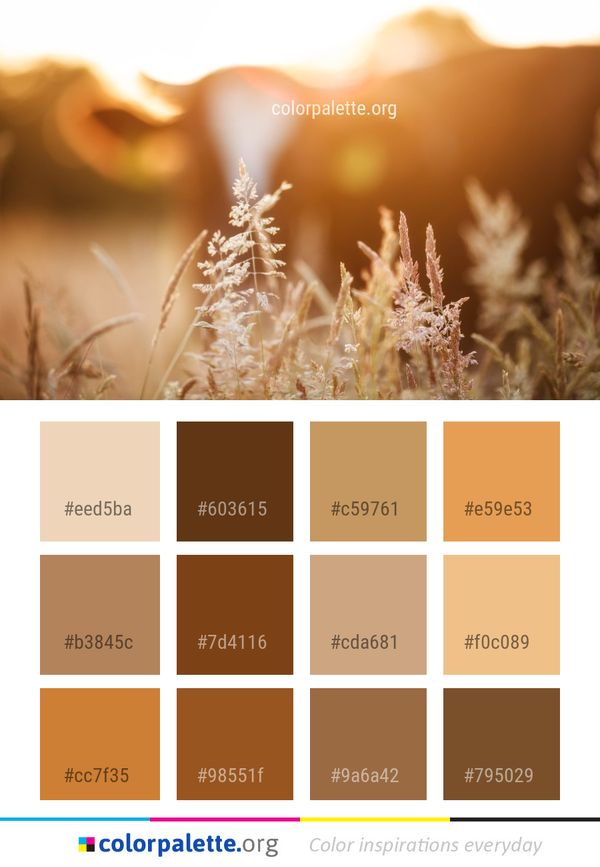 Close Up Grass Family Sunlight Color Palette