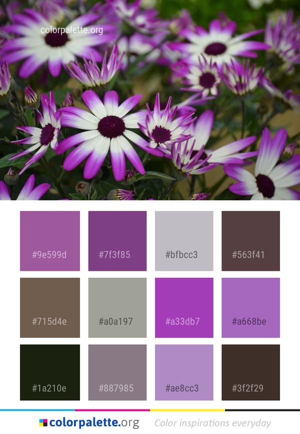 Flower Flora Purple Color Palette