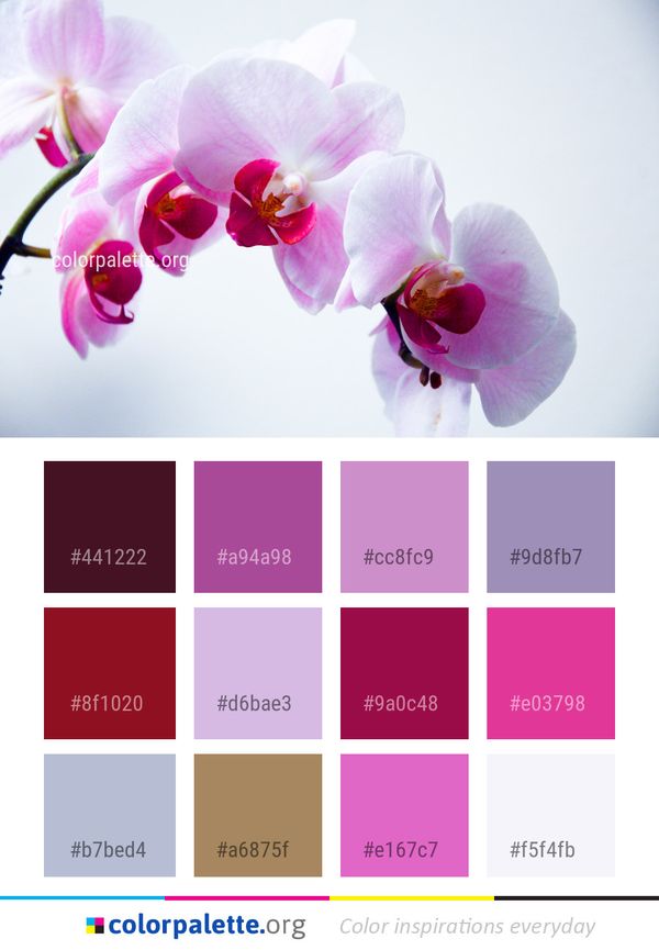 Flower Flowering Plant Pink Color Palette