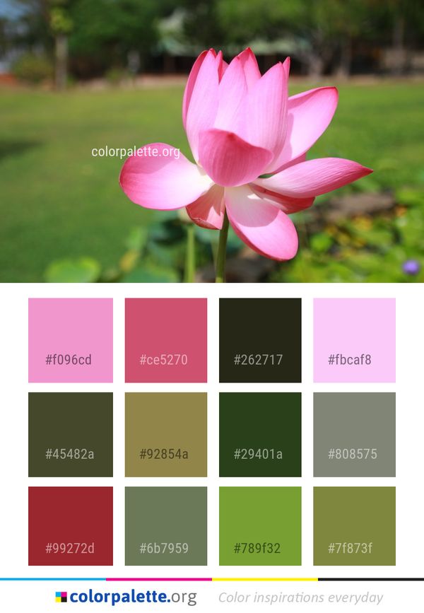 Flower Lotus Plant Color Palette