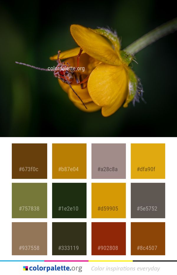 Insect Macro Photography Flora Color Palette