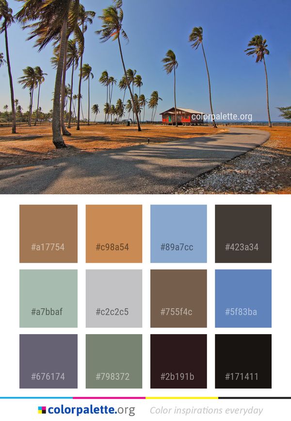 Sky Palm Tree Arecales Color Palette