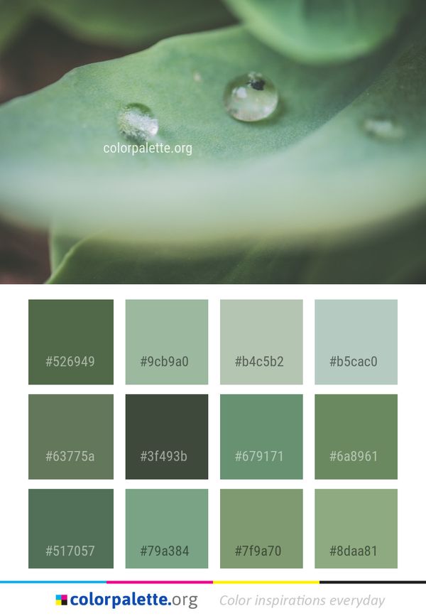 Water Drop Green Color Palette