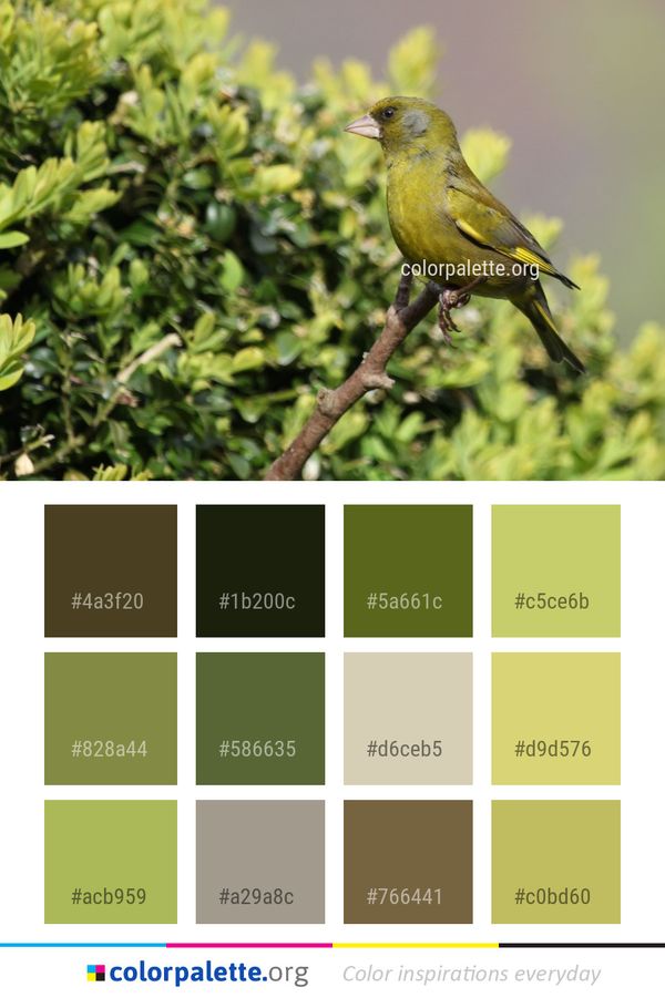 Bird Fauna Finch Color Palette