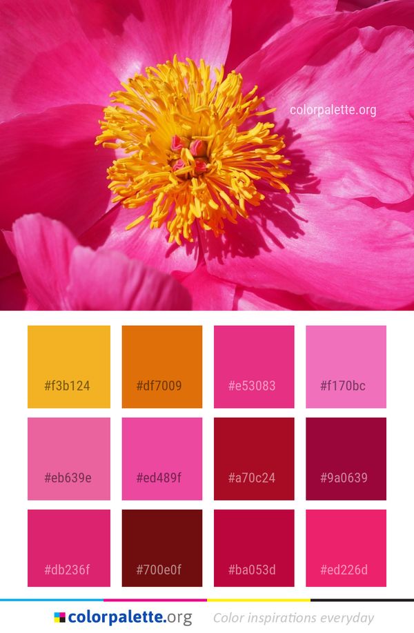 Flower Pink Yellow Color Palette