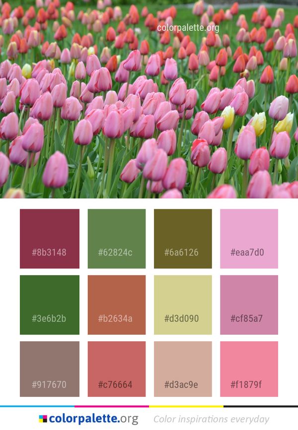 Flower Plant Flowering Color Palette