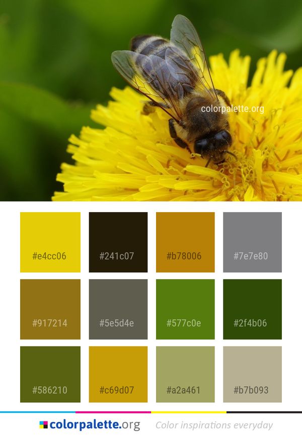 Honey Bee Insect Color Palette
