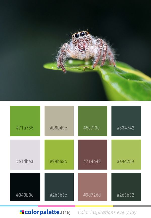 Insect Macro Photography Close Up Color Palette