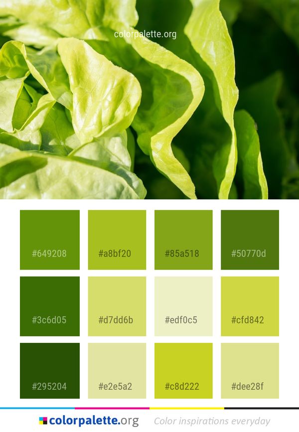 Leaf Vegetable Chard Color Palette