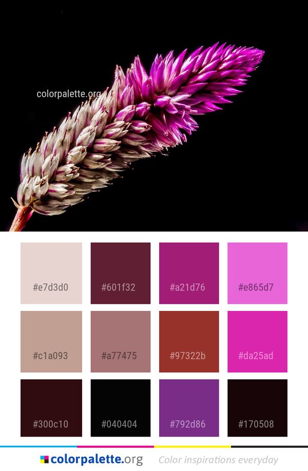 Pink Flower Plant Color Palette
