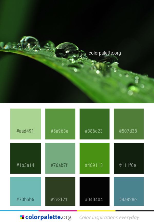 Water Dew Green Color Palette
