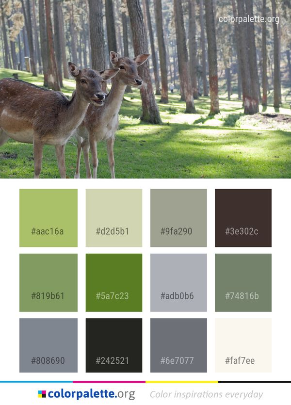 Wildlife Deer Fauna Color Palette