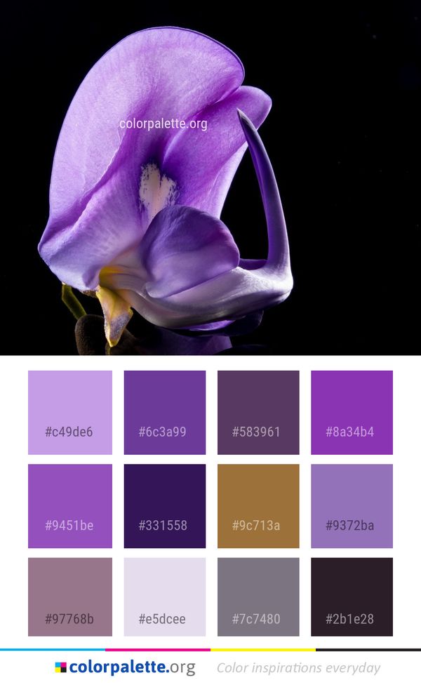 Flower Violet Flora Color Palette