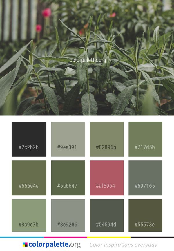 Plant Grass Family Color Palette