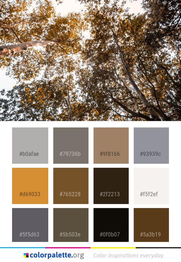 Tree Branch Woody Plant Color Palette