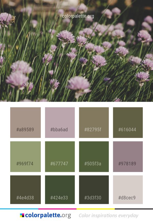 Chives Plant Purple Color Palette