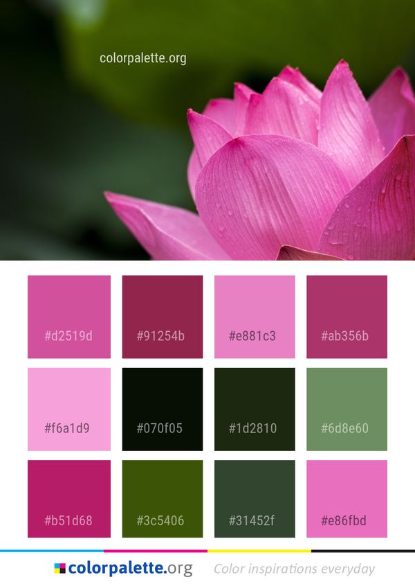 Flower Lotus Sacred Color Palette