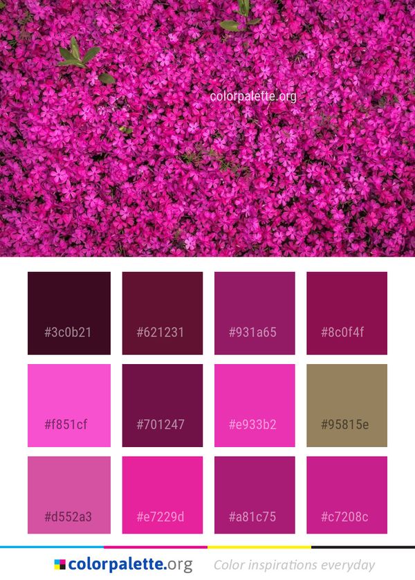 Pink Flower Purple Color Palette