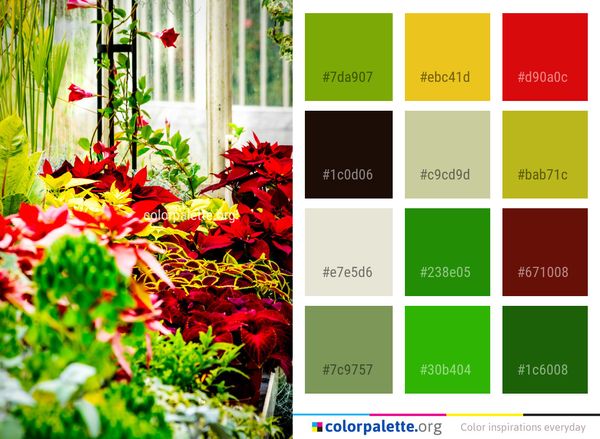 Plant Flower Leaf Color Palette