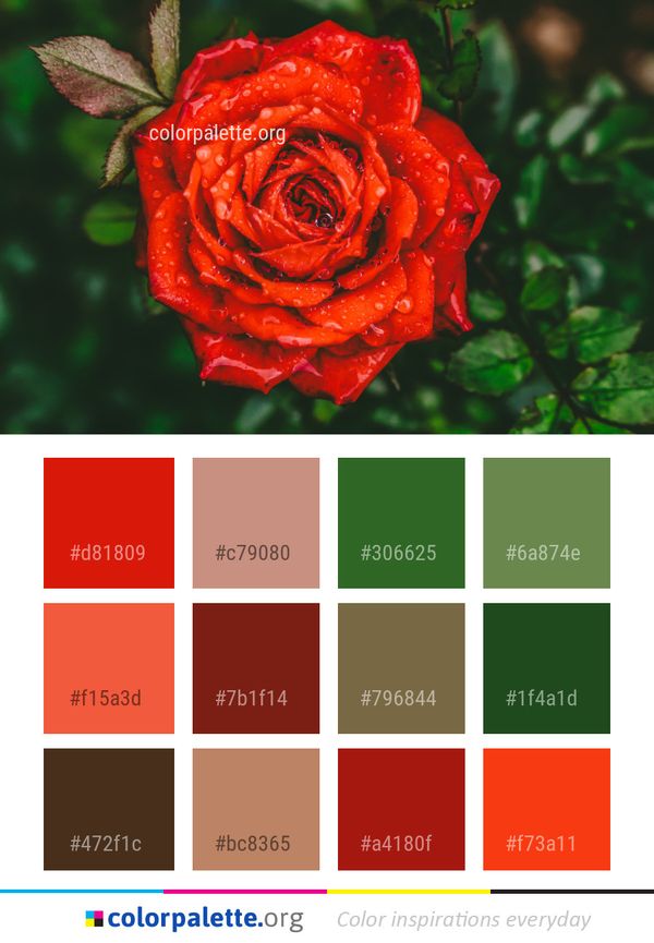Red Rose Flower Color Palette