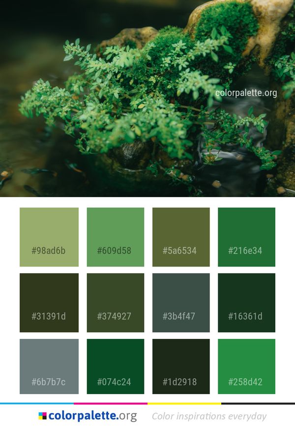 Vegetation Ecosystem Freshwater Aquarium Color Palette