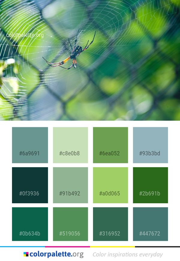 Water Spider Web Ecosystem Color Palette