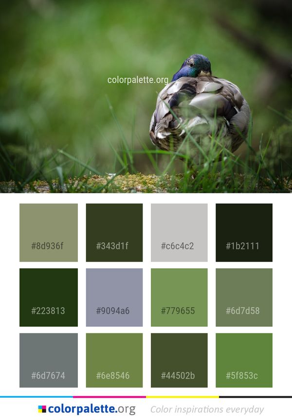 Bird Vertebrate Fauna Color Palette