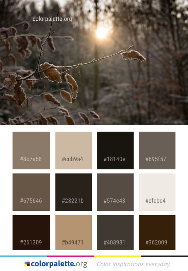 Branch Leaf Winter Color Palette