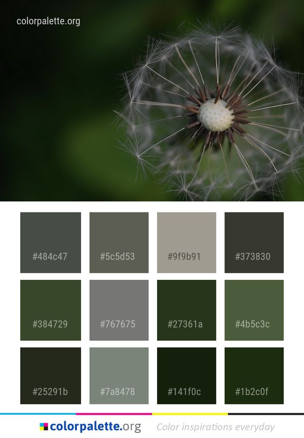 Flower Dandelion Flora Color Palette